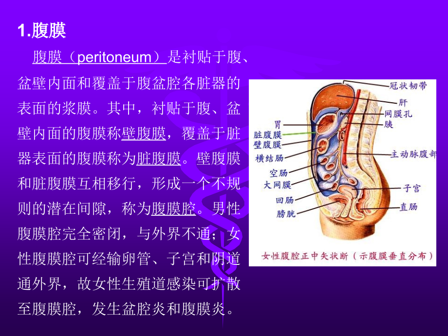 肠系膜脂膜炎的影像学表现_第4页