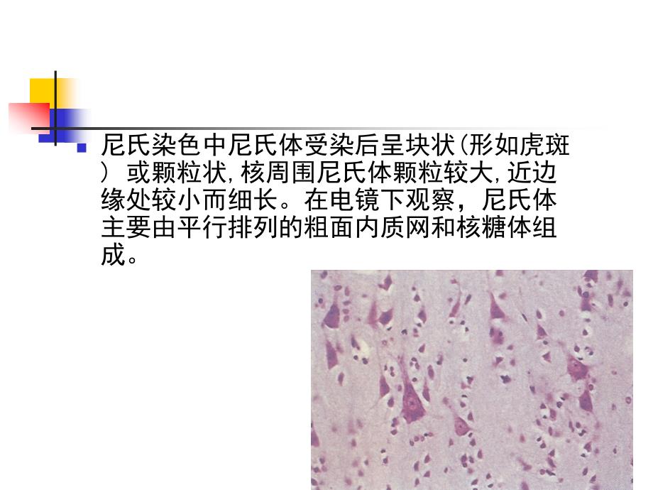 尼氏染色-全面_第4页