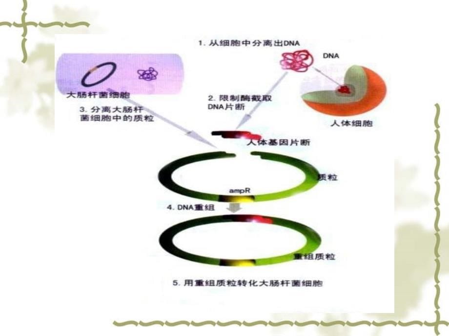 干扰素制备的工艺流程_第5页