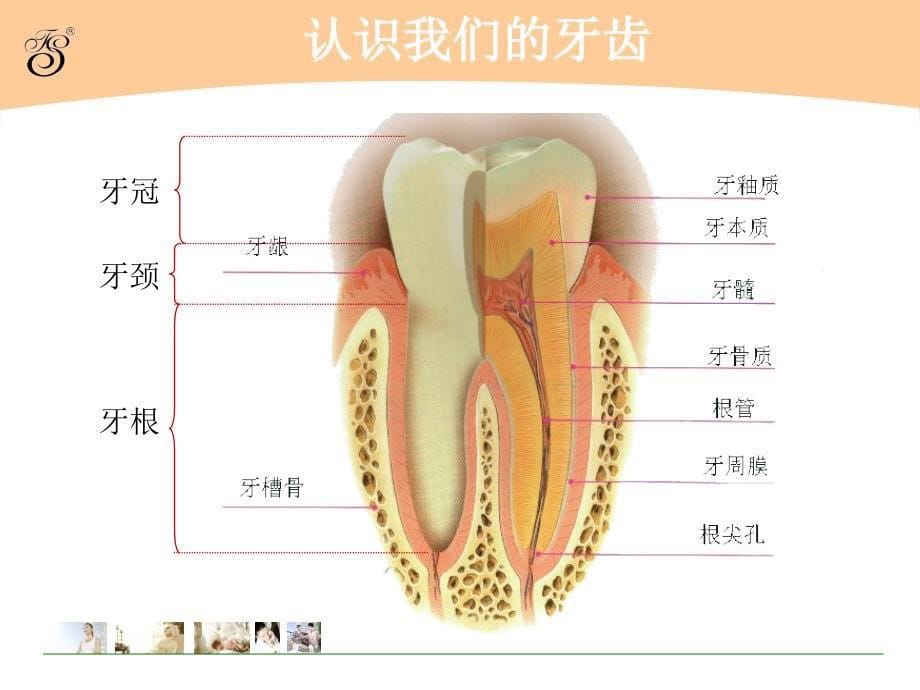 2014爱牙日ppt_第5页