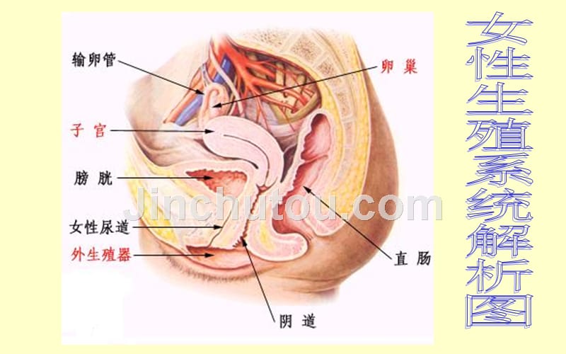 妇科常见疾病健康讲座_第2页