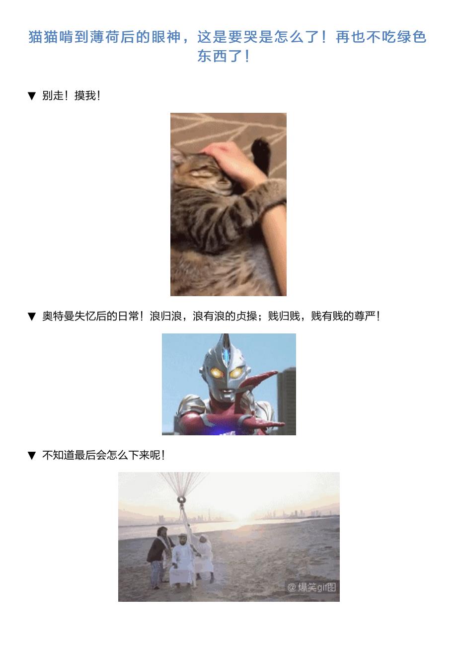 猫猫啃到薄荷后的眼神,这是要哭是怎么了!再也不吃绿色东西了!_第1页