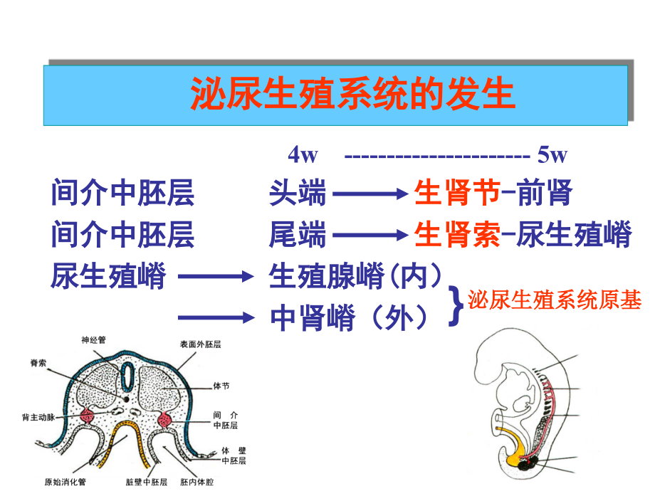 2013级泌尿生殖系统的发生_第4页