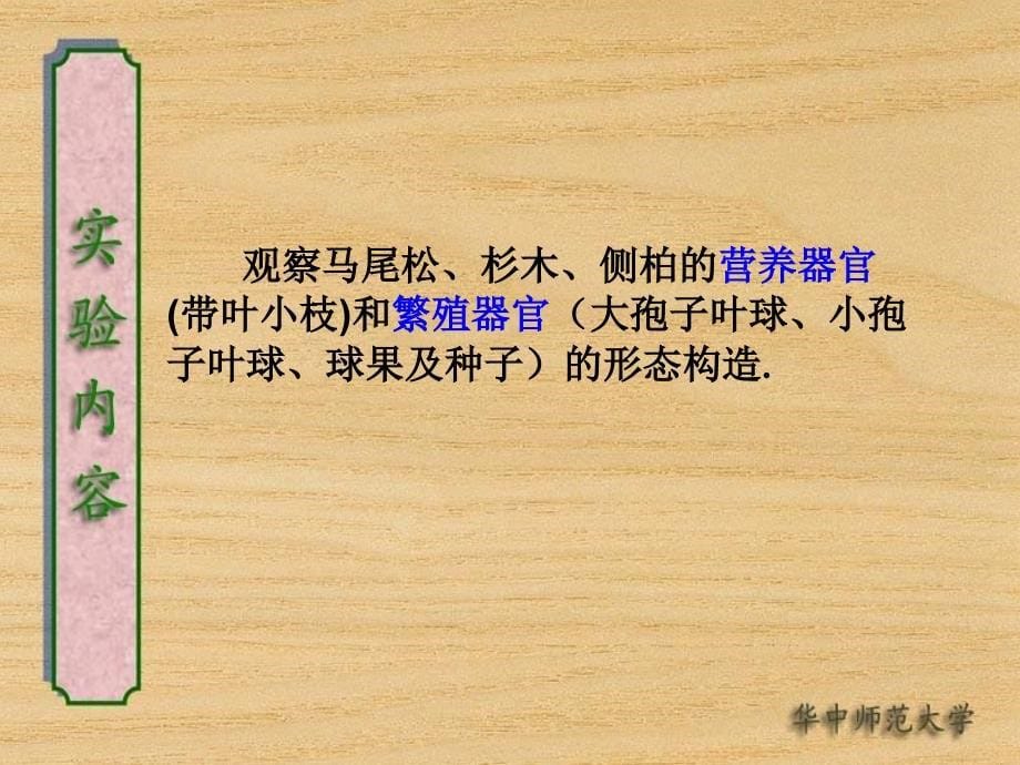 实验十九 松科、杉科、柏科_第5页