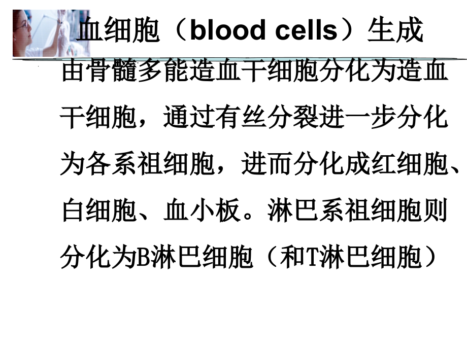 临床医学概要22贫血概述IDA巨幼贫_第4页