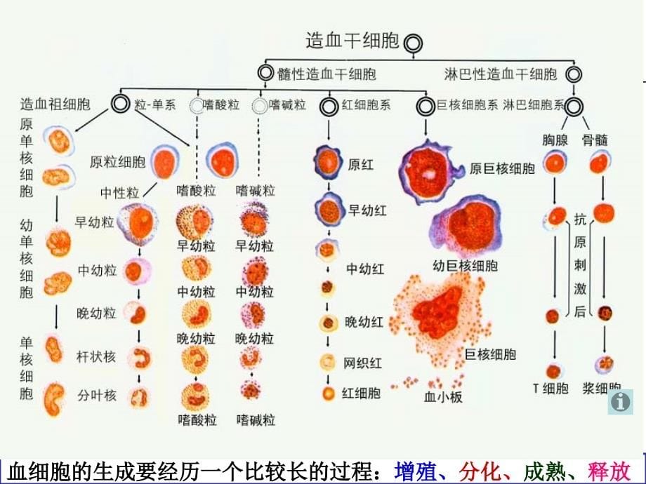 临床医学概要22贫血概述IDA巨幼贫_第5页