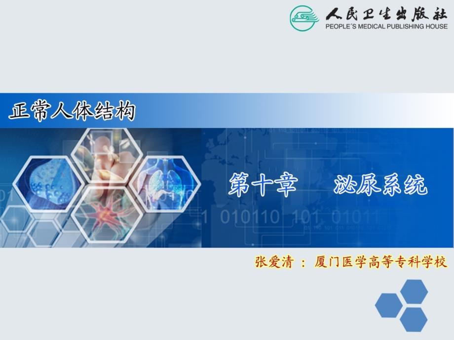 正常人体结构泌尿系统_第1页