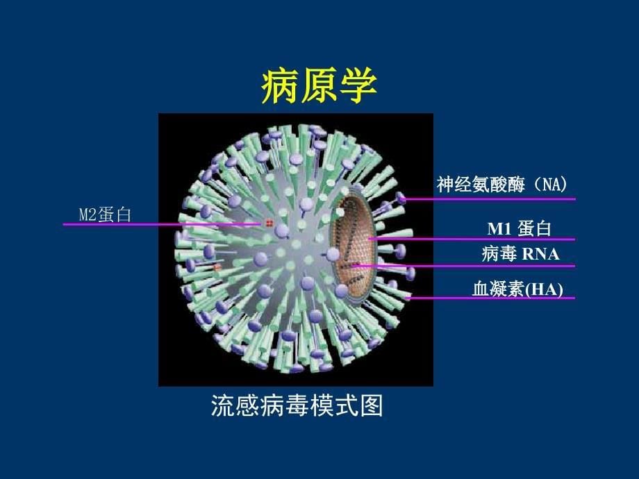 流行性感冒病人的护理_第5页