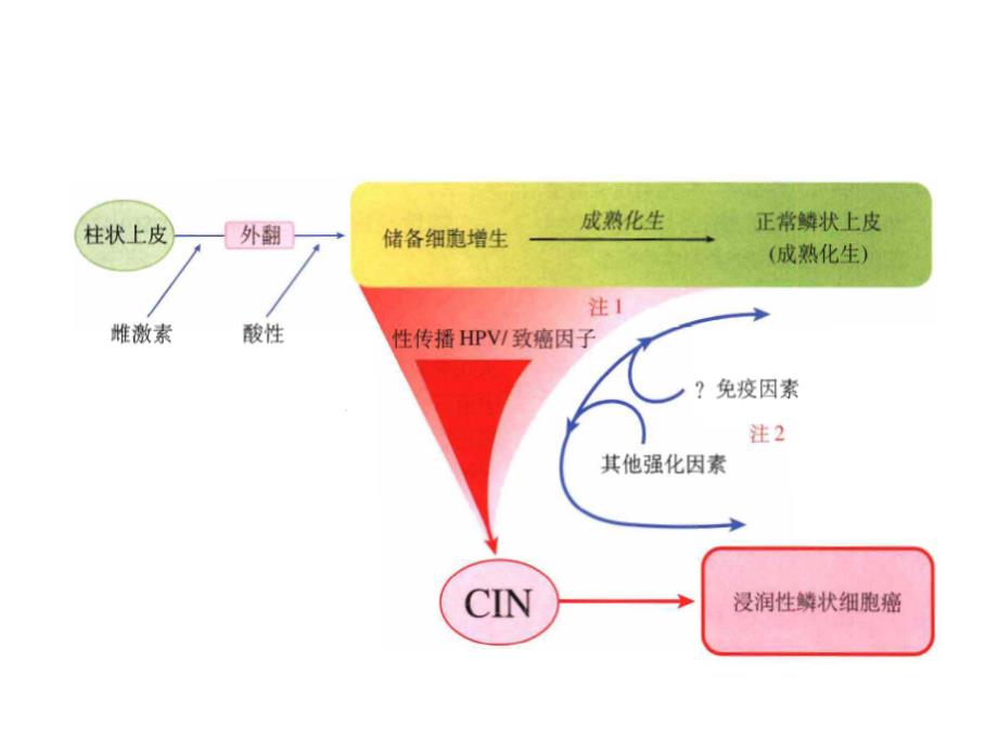 妇科标本诊断_第3页