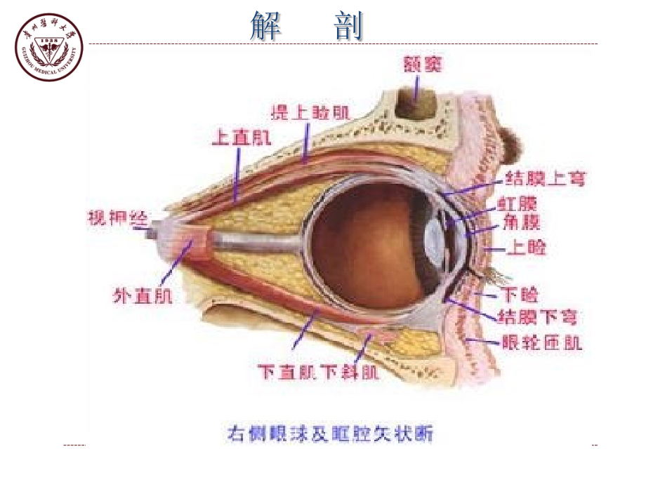 视网膜神经母细胞瘤教学版_第4页