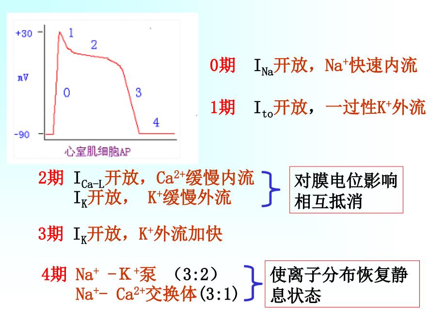 每个心动周期中,由窦房结产生的兴奋依次向心房和心室传布_第3页