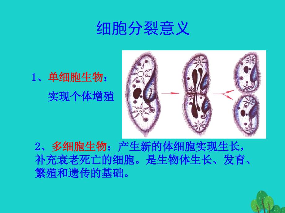 2017高中生物第二册第7章细胞的分裂和分化7.2有丝分裂课件3沪科版20170822217_第3页