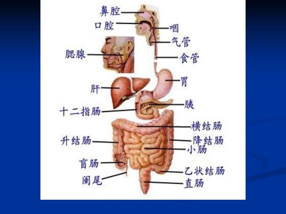 急性胰腺炎临床护理及护理进展_第5页