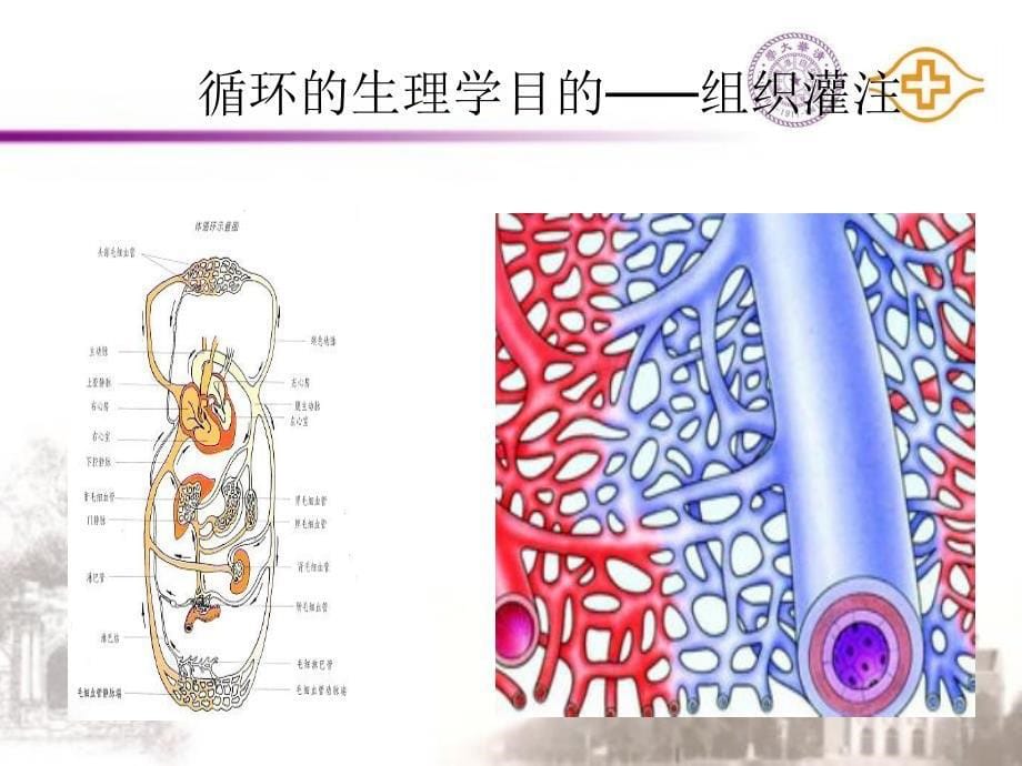 急性循环衰竭中去甲肾上腺素的使用_第5页