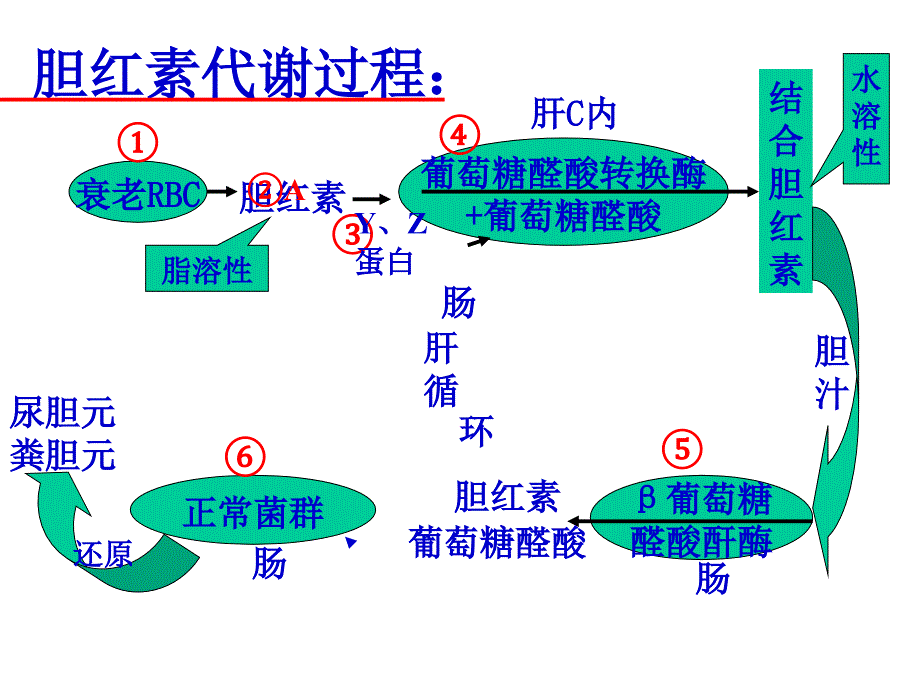 中医儿科学_丁樱_胎黄_第4页