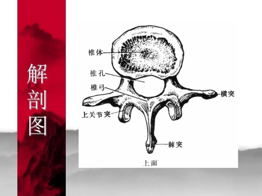 椎管狭窄中医护理查房_第5页