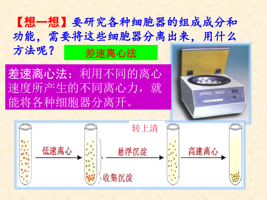 人教版高中生物必修一：3.2《细胞器-系统内的分工合作》极品课件（共3课时）_第4页