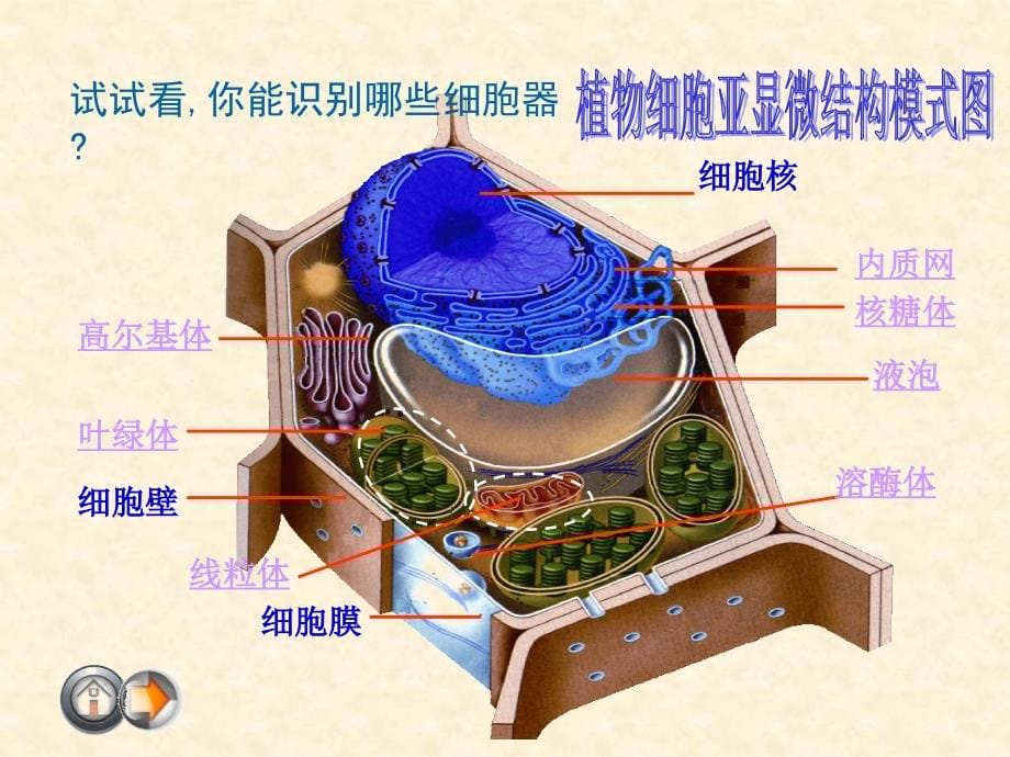 人教版高中生物必修一：3.2《细胞器-系统内的分工合作》极品课件（共3课时）_第5页