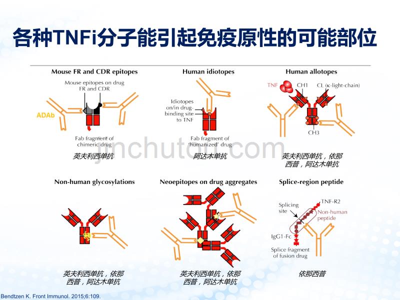 生物制剂的免疫原性探讨7_第5页