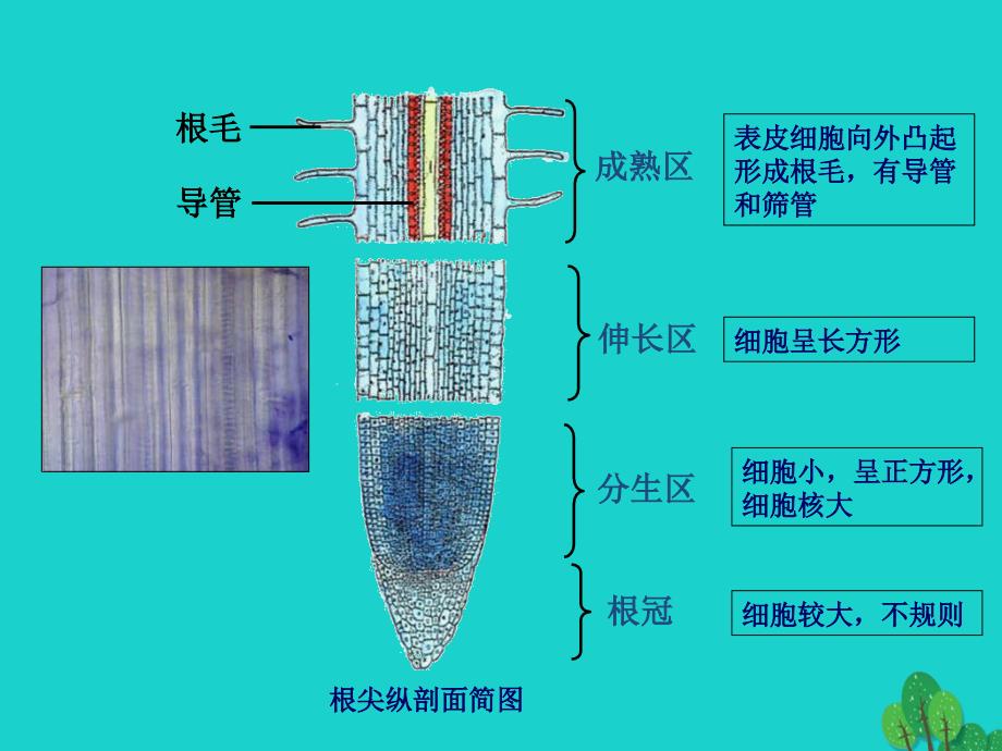 2017高中生物第二册第7章细胞的分裂和分化7.2有丝分裂课件4沪科版20170822216_第4页