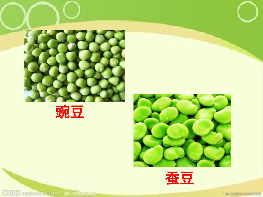 儿歌《豌豆和蚕豆》_第2页