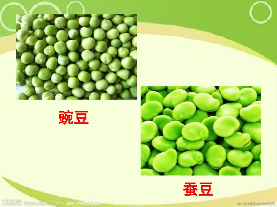 儿歌《豌豆和蚕豆》_第4页