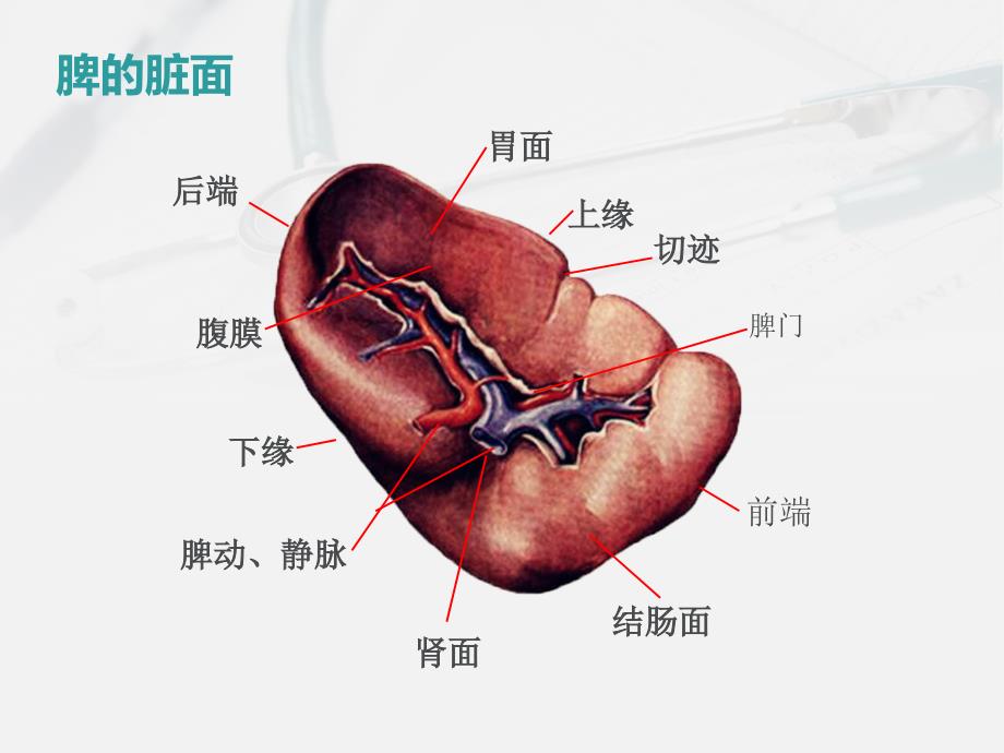 脾破裂手术配合_第4页