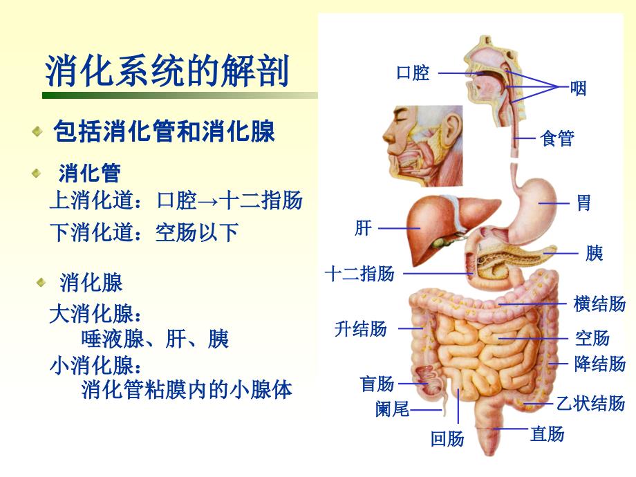 小儿消化系统常见疾病及用药_第3页