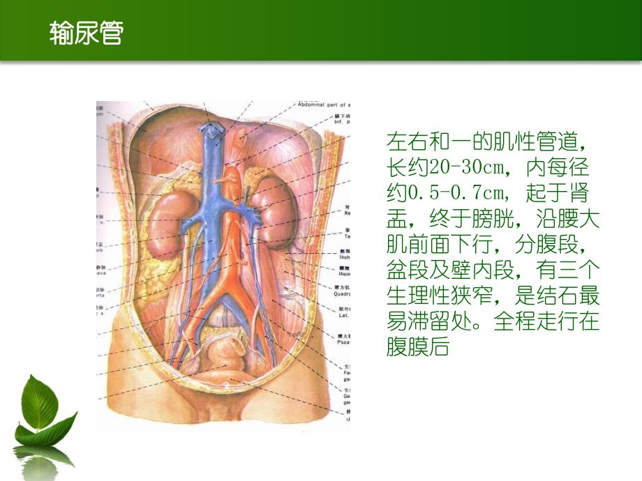 讲课输尿管结石_第4页