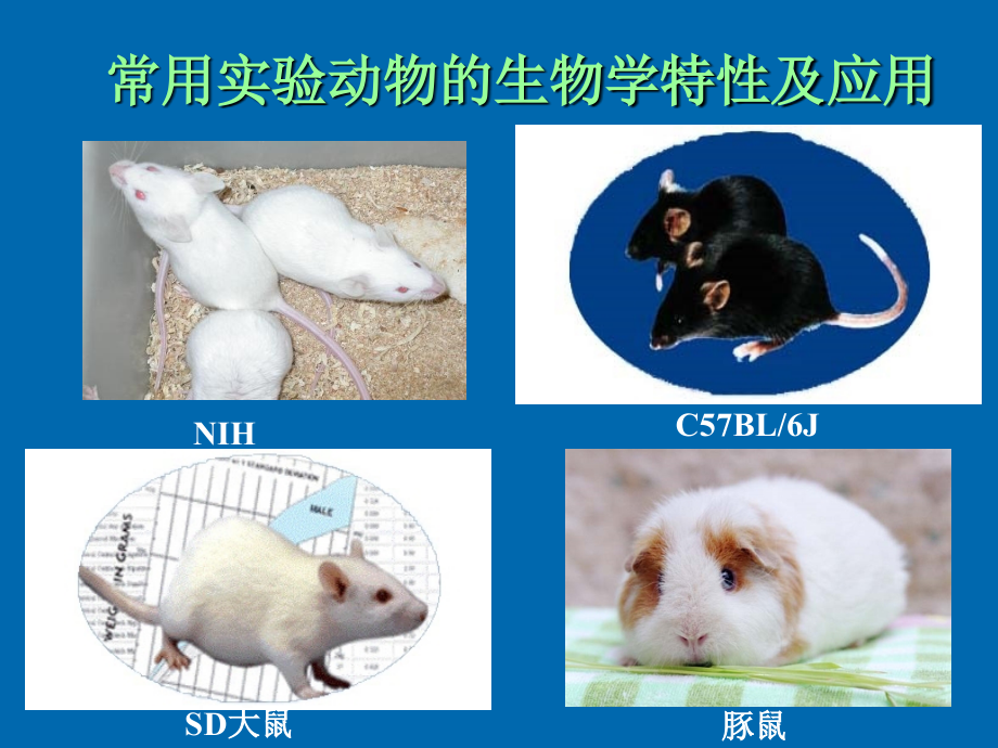 小鼠大鼠实验动物生物学特性_第1页