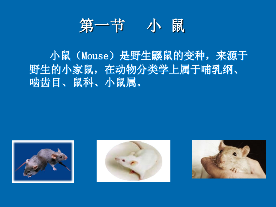 小鼠大鼠实验动物生物学特性_第4页