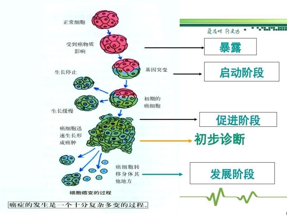 健康生活远离癌症_第5页