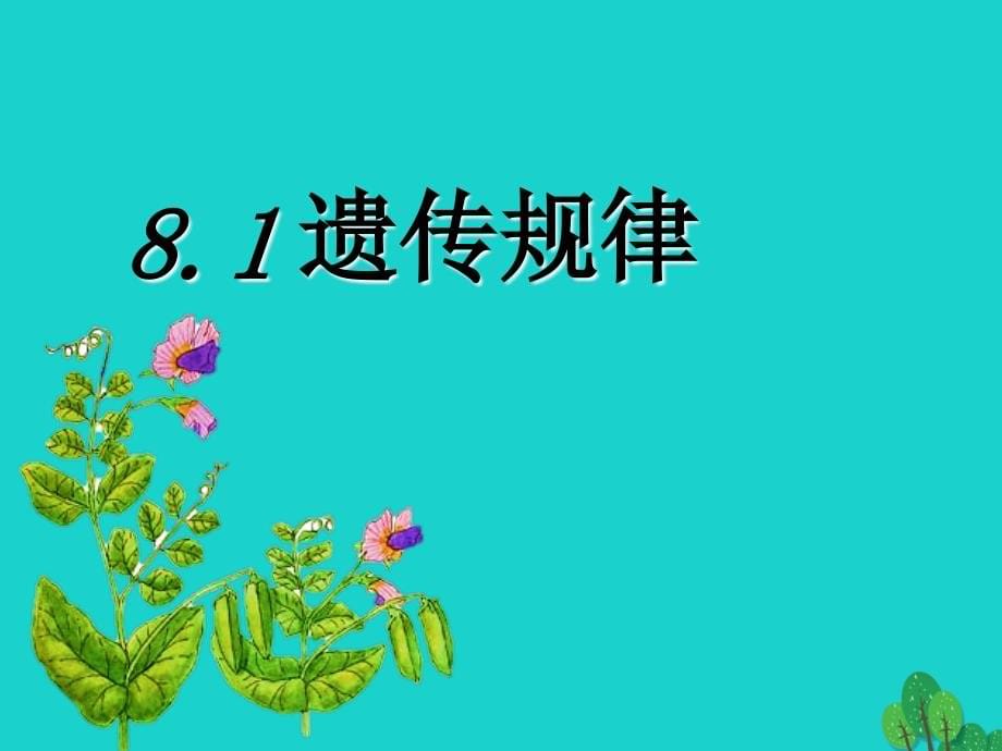 2017高中生物第三册第8章遗传与变异8.1遗传规律课件2沪科版2017082226_第5页