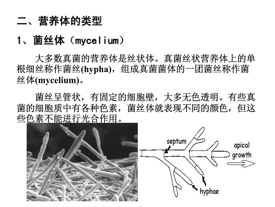 真菌的形态与结构_第3页