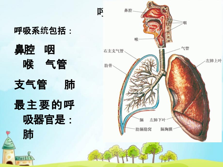 冀教版六级科学下册呼吸与交换_第3页