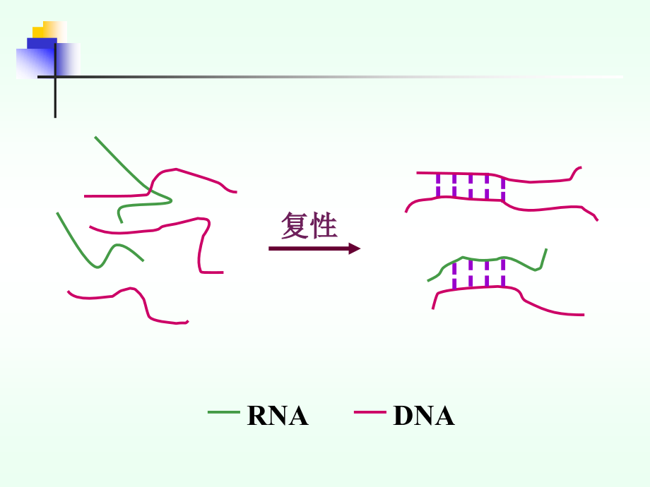 常用分子生物学技术的原理及应用_第4页