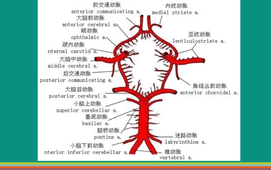 中枢神经系统血管性病变_第3页