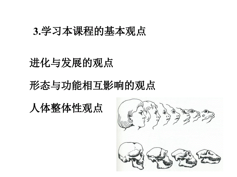 王美青口腔解剖学颌面部骨_第4页