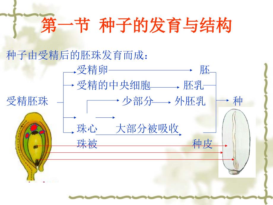 植物学--果实与种子的发育与结构_第2页