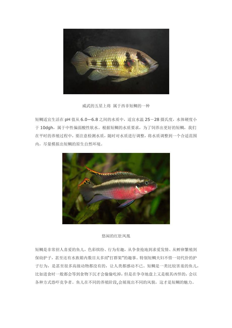 短鲷水族箱开缸教程之短鲷简介篇_第2页