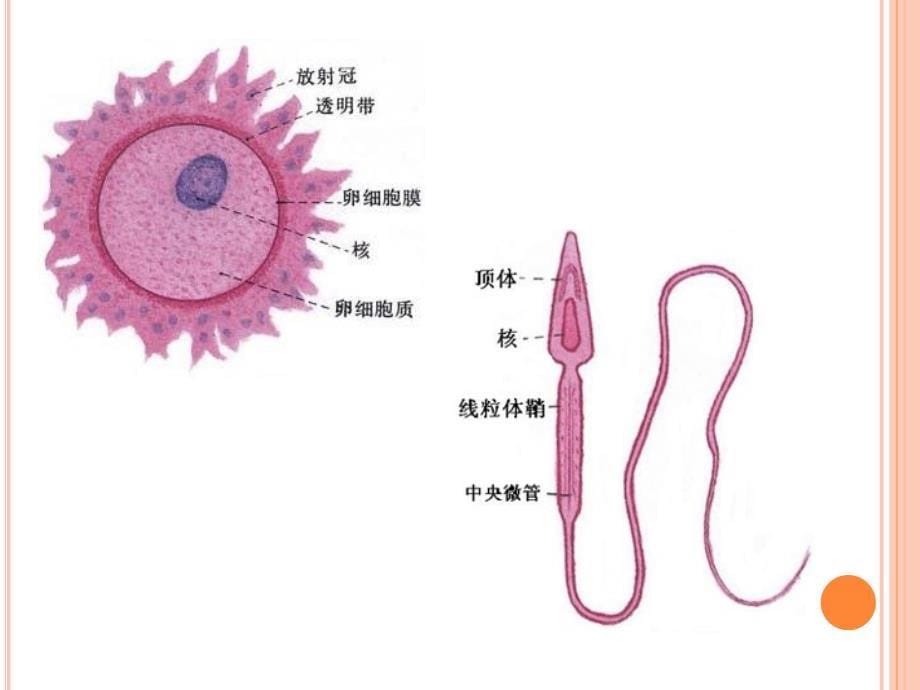 妇产科教研室妊娠期妇女的护理教学课件_第5页