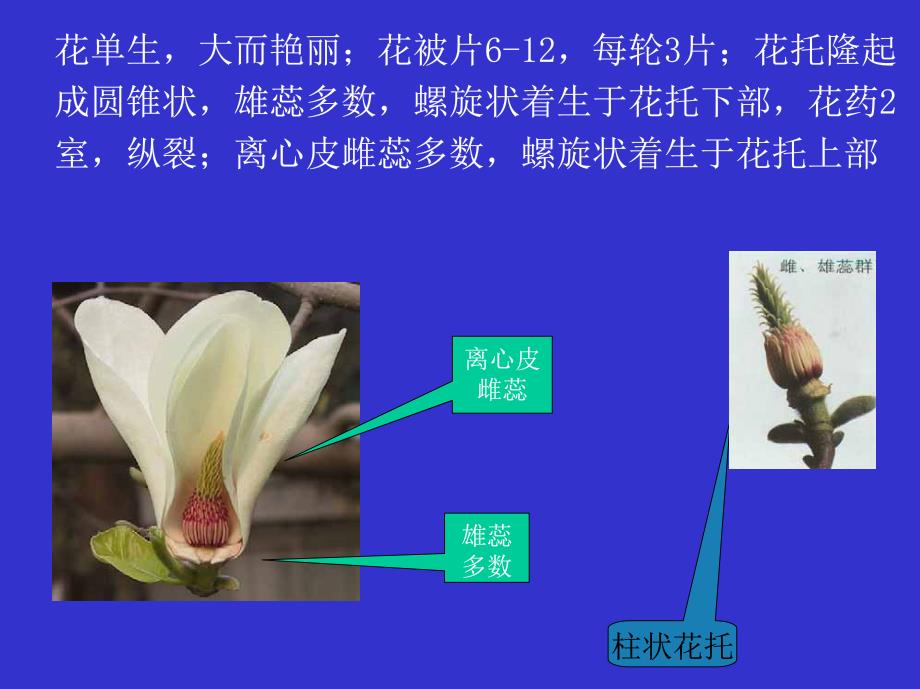 植物科属分类B-22--木兰科_第4页