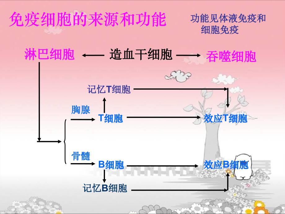 人体免疫系统与稳态_第4页