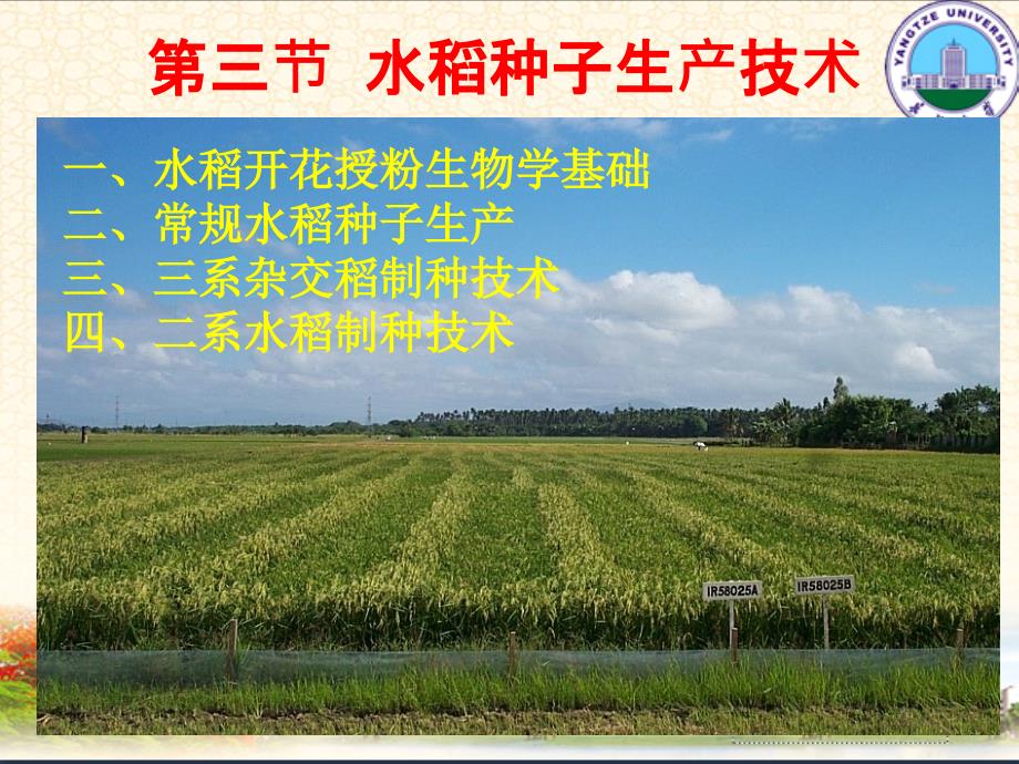 水稻种子生产技术_第1页