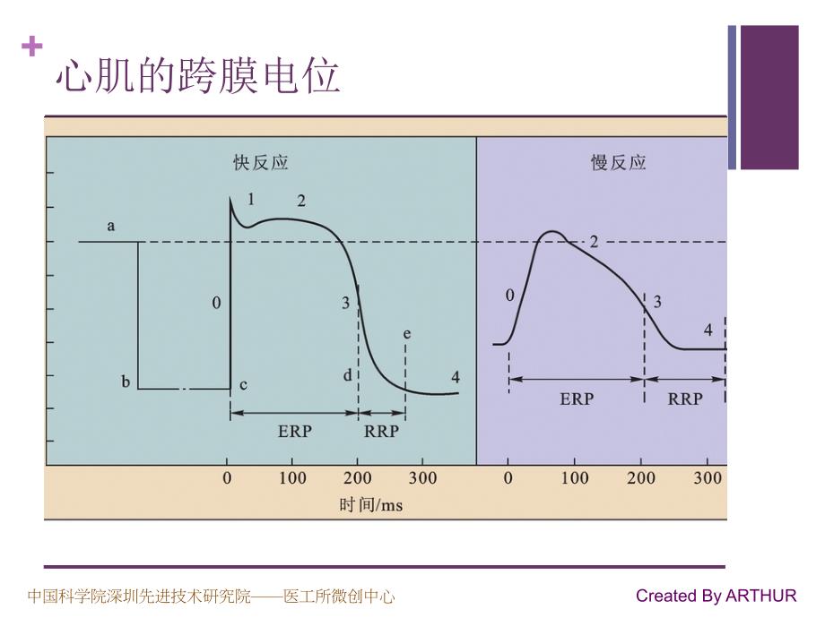 生理学原理学习笔记之——心脏的电活动_第3页