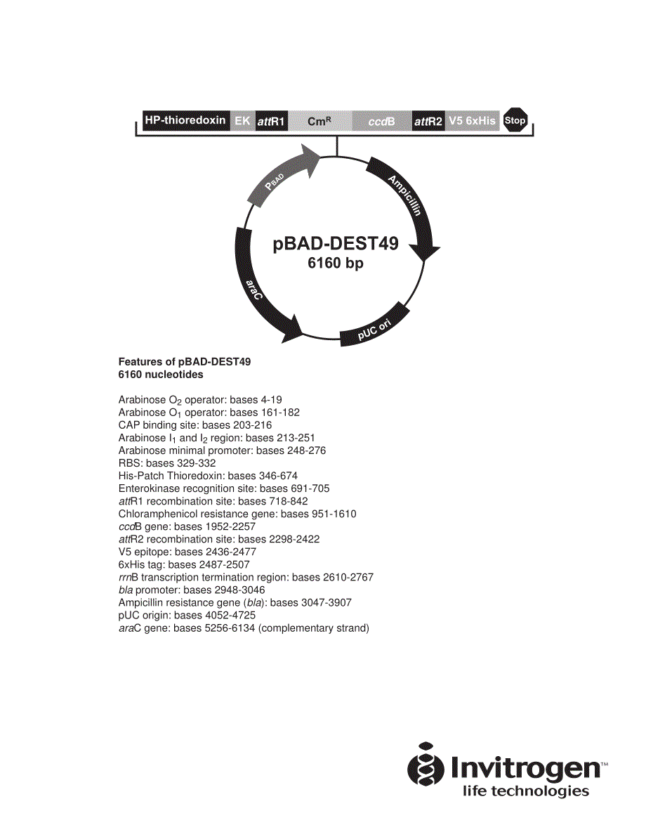 表达载体pbad-dest49图谱_第1页