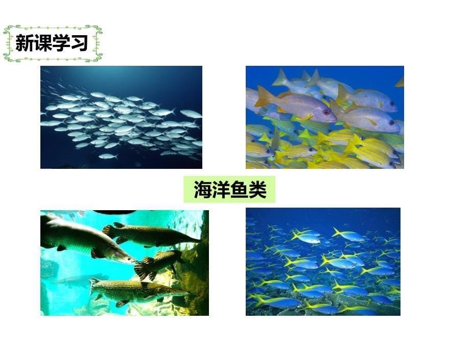 湘教版八年级地理上册3.4《中国的海洋资源》课件_第5页