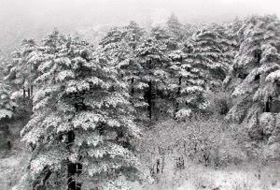 黄山少有景观：雪景、云海同现 图片_第2页