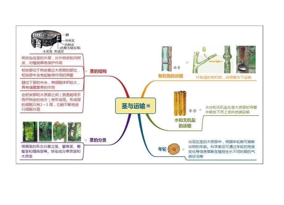 浙教版八年级科学下册第四章《植物与土壤》思维导图_第5页