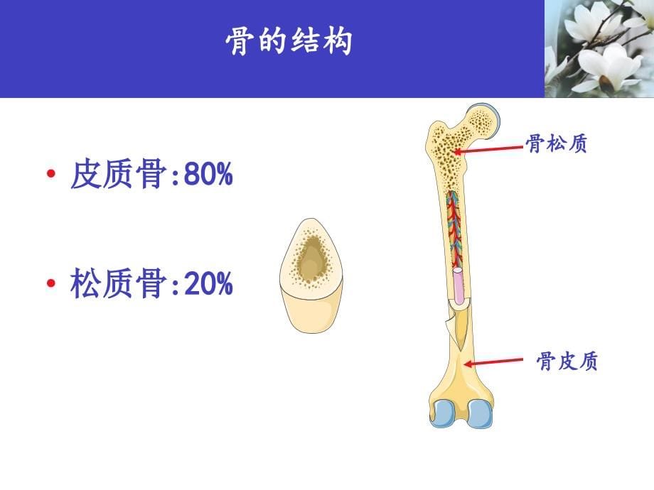 骨质疏松社教_第5页